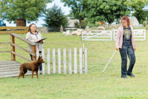 owczarek australijski kelpie podczas zawodów pasterskich